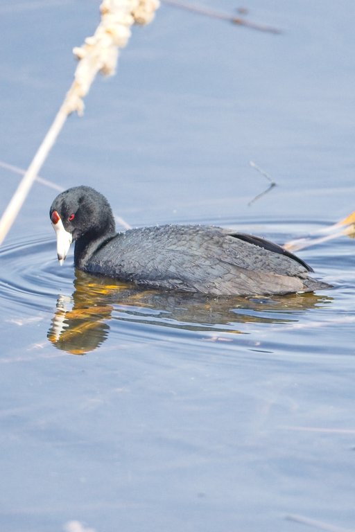 A Common Coot swimming calmly on a still body of water, characterized by its dark slate-black plumage, distinctive white bill with a reddish frontal shield above the base of the beak, and a red eye. The bird's reflection is visible in the water, and a few reeds and a blurry white rope appear in the background.
